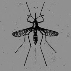 Isis - Mosquito Control  Extended Play