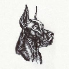 Great Dane - Alpha Dog